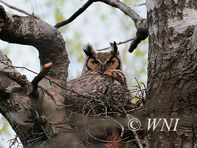 Great Horned Owl (Bubo virginianus)